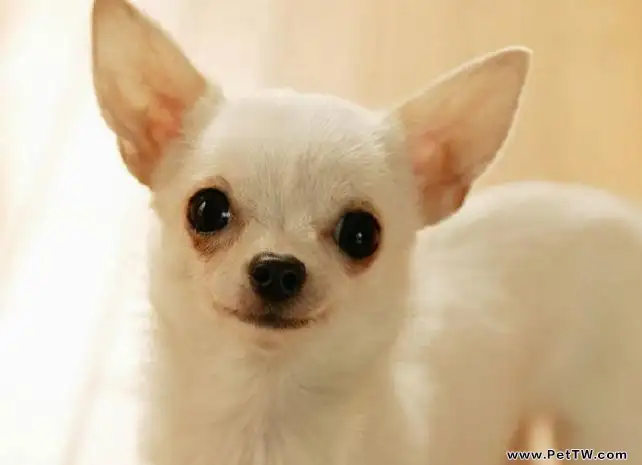 關於犬瘟熱的早期症狀有哪些(1圖)-寵物台灣