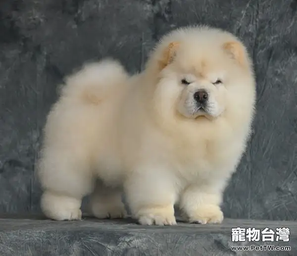 如何給松獅狗狗洗澡(1圖)-寵物台灣