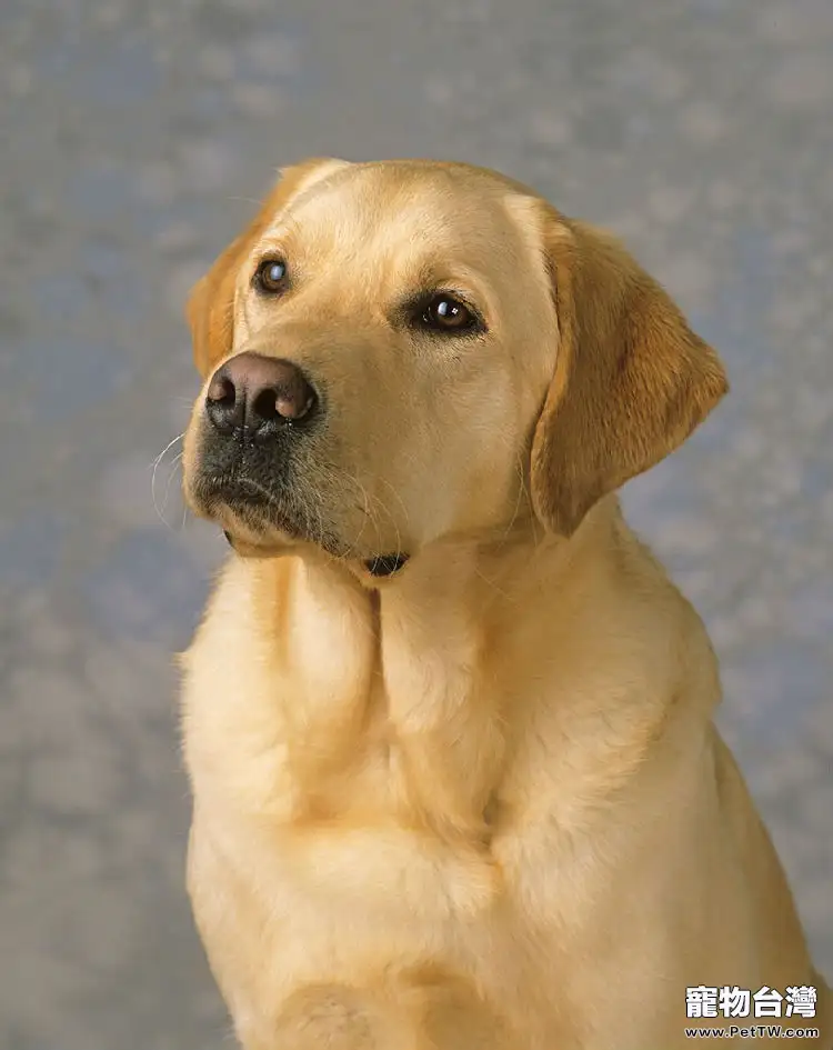 新生幼犬如何科學護理