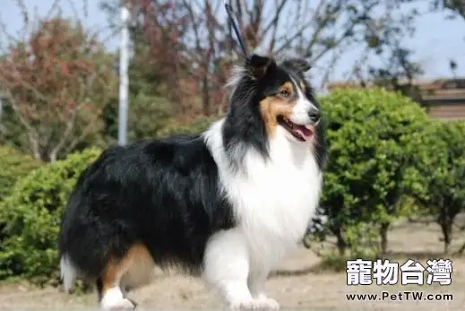 狗狗蹭屁股怎麼回事