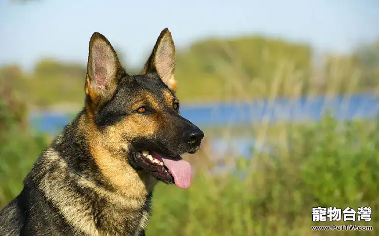 德國牧羊犬交配的年齡與時間