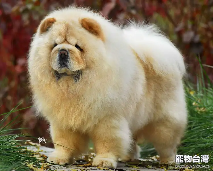 松獅犬的繁殖要點0(1圖)-寵物台灣