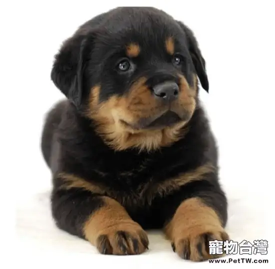 羅威那犬的產後護理(1圖)-寵物台灣