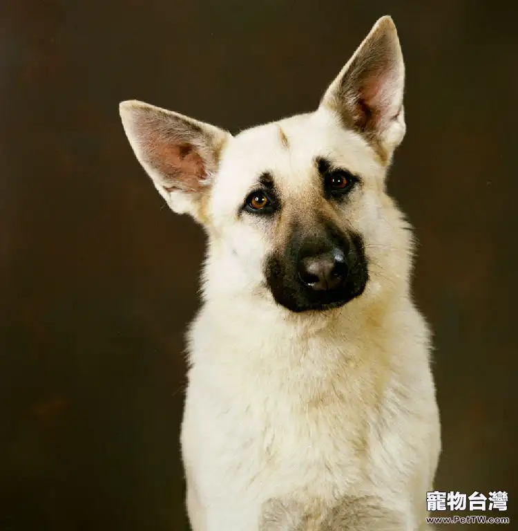 德國牧羊犬交配的年齡與時間(1圖)-寵物台灣