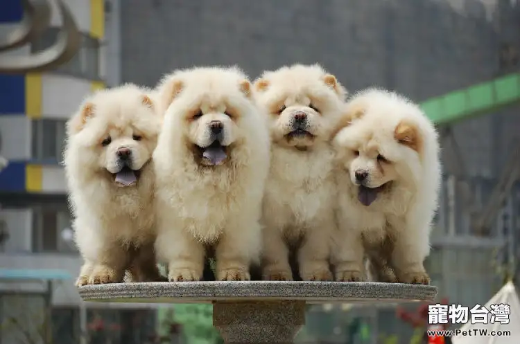 松獅犬的繁殖要點