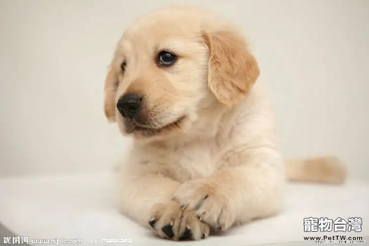 黃金獵犬毛髮不亮是什麼原因(1圖)-寵物台灣