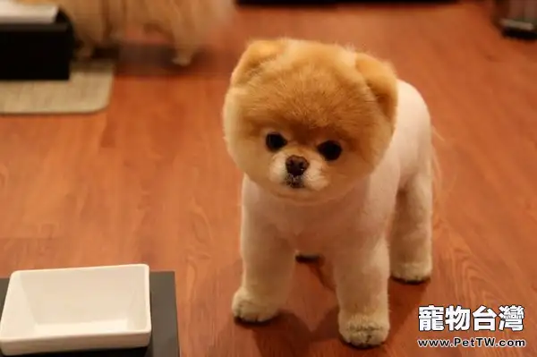 袖珍狗品種都哪些(1圖)-寵物台灣