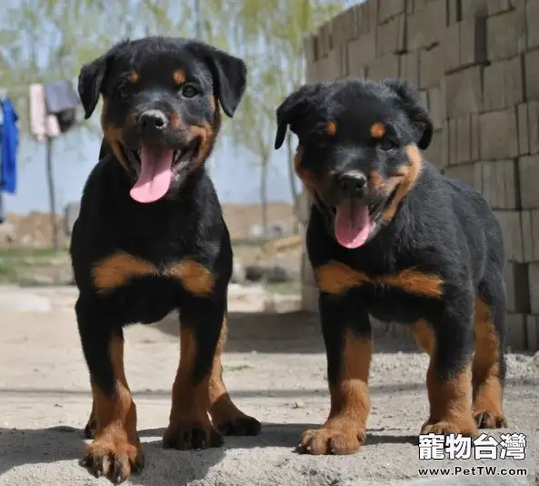 如何餵養一隻羅威那犬