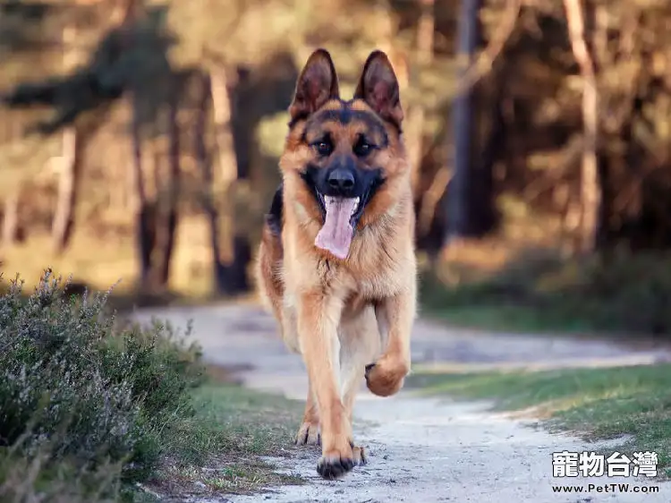 挑選有品質的西德牧羊犬