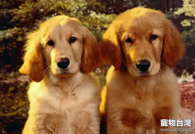 狗狗腦袋為什麼很臭 這是有什麼原因呢（1圖）-寵物台灣