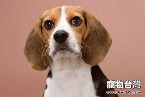 小獵犬懷孕期間如何護理