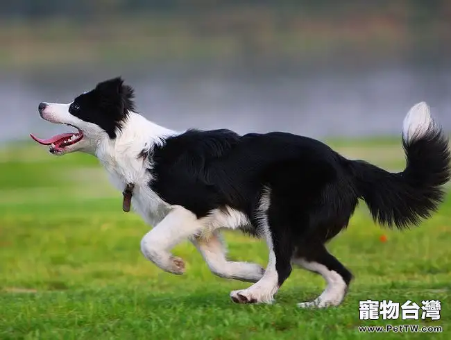 蘇格蘭牧羊犬如何美毛