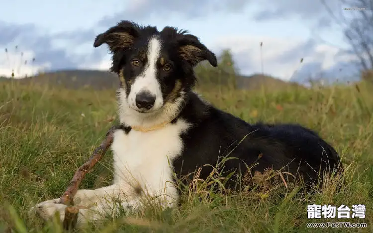 蘇格蘭牧羊犬修剪毛髮