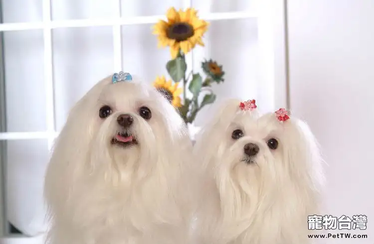 如何給馬爾濟斯犬清理腳丫子（1圖）-寵物台灣