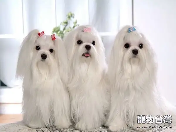 馬爾濟斯犬飲食注意什麼(1圖)-寵物台灣