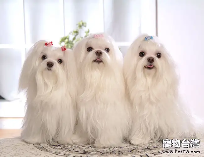 馬爾濟斯犬的美容護理