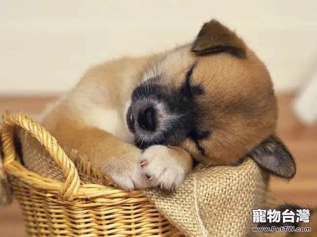臘腸犬怎麼養的好(1圖)-寵物台灣