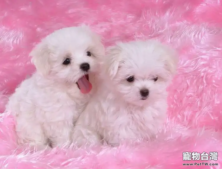 訓練比熊 犬(卷毛比雄犬)的常識(1圖)-寵物台灣