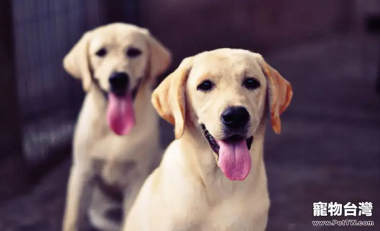 新生狗仔的護理（1圖）-寵物台灣