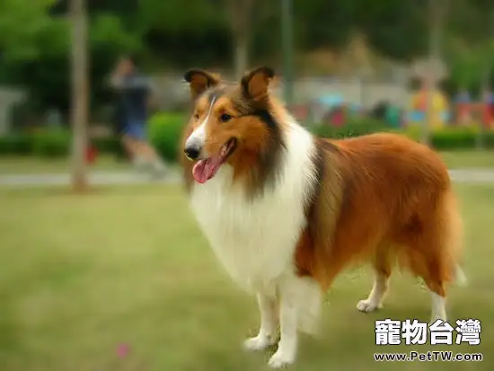 喜樂蒂犬清理耳道的方法