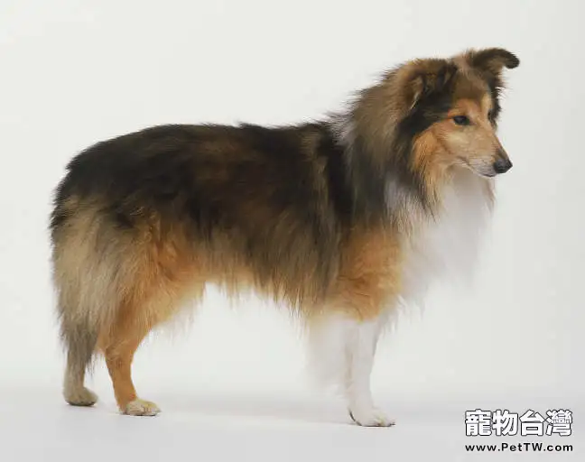 喜樂蒂犬良好身體素質表現