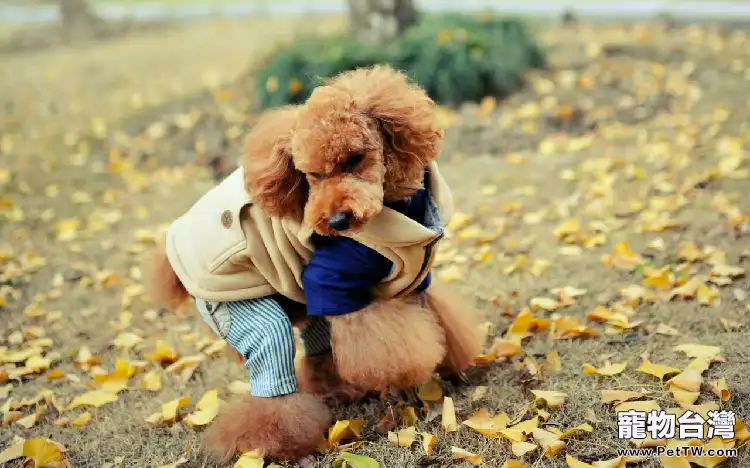 貴賓犬要不要斷尾（1圖）-寵物台灣