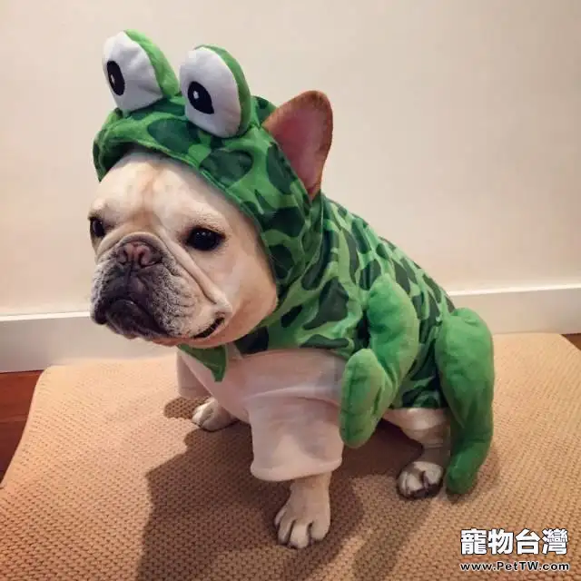 樂天派的法國鬥牛犬(1圖)-寵物台灣