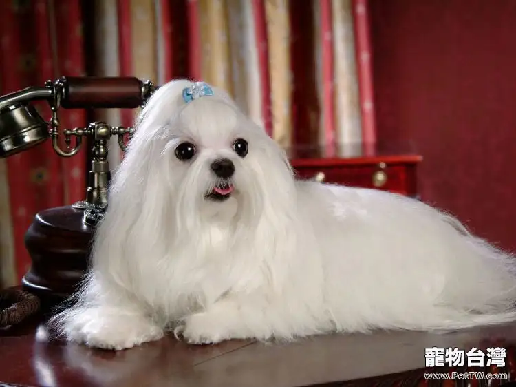 挑選理想的西施犬(1圖)-寵物台灣