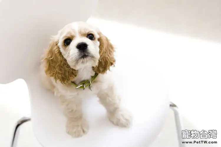 可卡犬怎麼洗澡