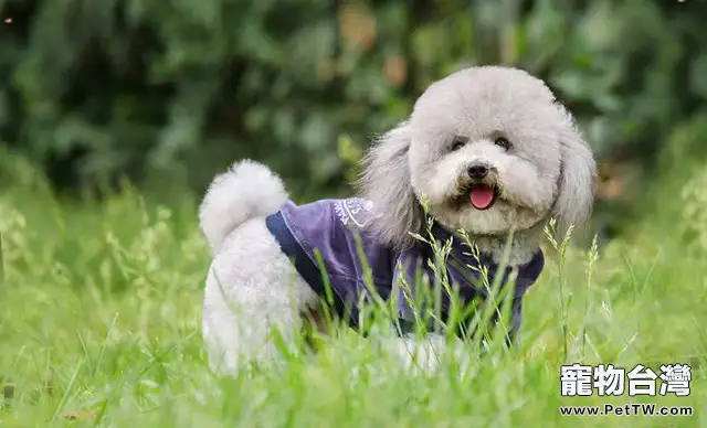 貴賓犬便秘怎麼辦