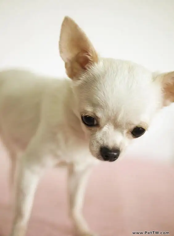 吉娃娃常見五大皮膚病0(1圖)-寵物台灣