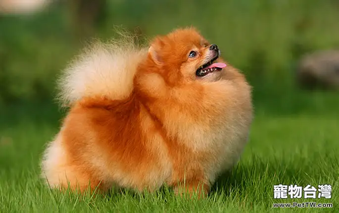 博美 犬(松鼠狗)嘔吐要怎麼辦(1圖)-寵物台灣