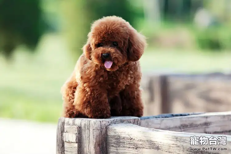 為什麼選擇貴賓犬 貴賓狗狗好養嗎(1圖)-寵物台灣