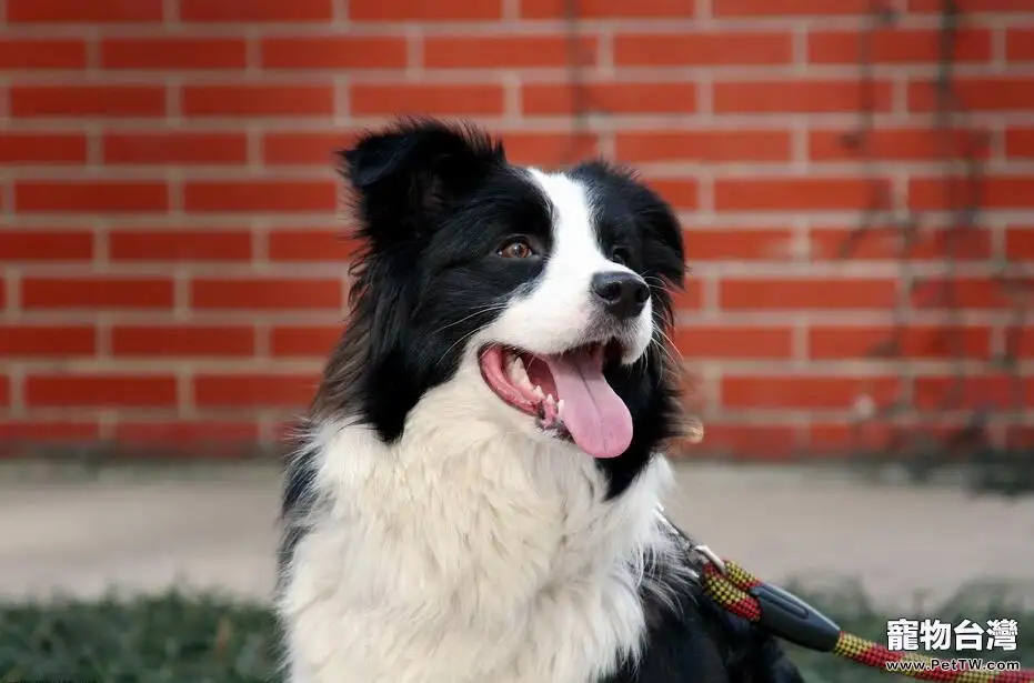 邊境牧羊犬怎麼美容 好飼養嗎