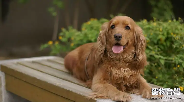 可卡幼犬怎麼喂