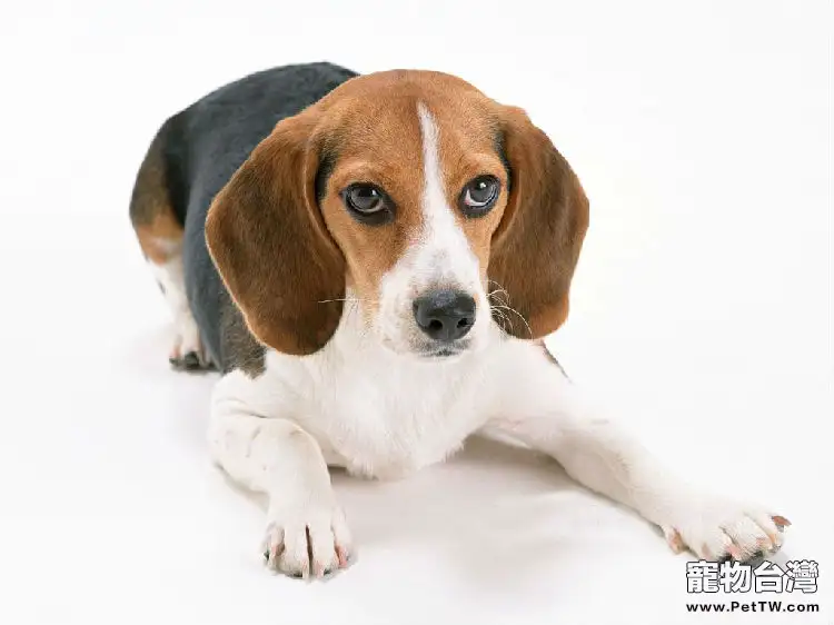 挑選優質的小獵犬
