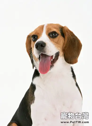 幫小獵犬修剪毛髮0(1圖)-寵物台灣