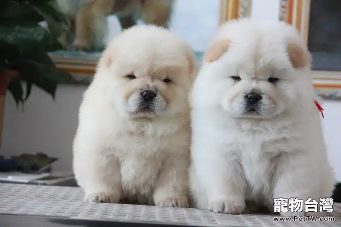 松獅犬怎麼看純不純0（1圖）-寵物台灣