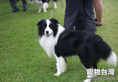 邊境牧羊犬價格大盤點