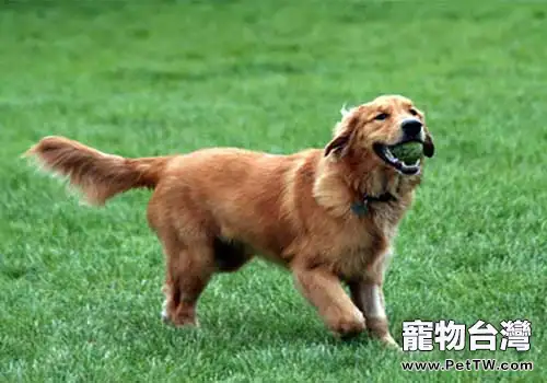 黃金獵犬怎麼訓練？教你四招