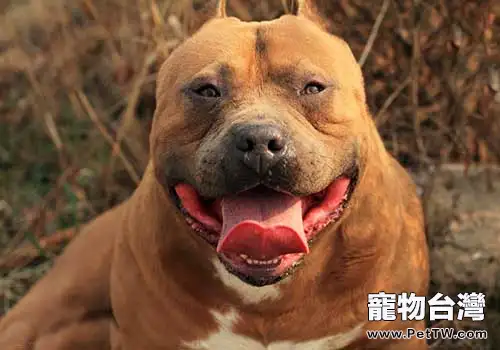 比特犬適合家養嗎？多少錢一隻？