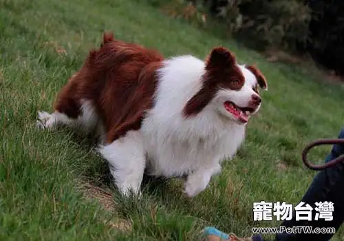 邊境牧羊犬市場價格