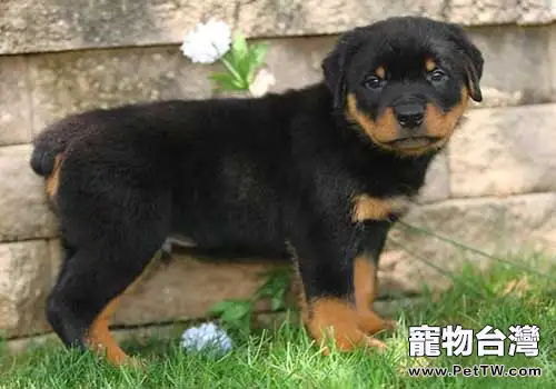 羅威那犬多少錢一隻?(1圖)-寵物台灣