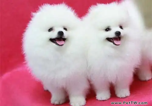 博美 犬（松鼠狗）市場行情？一隻多少錢？（1圖）-寵物台灣