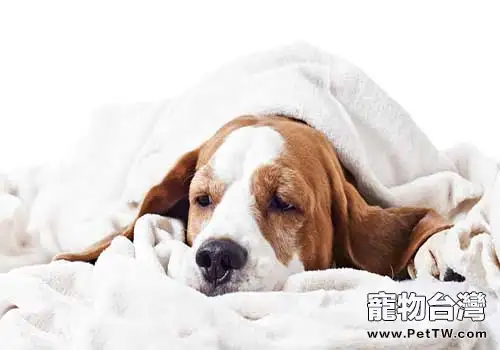 狗狗拉肚子怎麼辦?有什麼原因(1圖)-寵物台灣