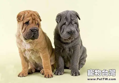 沙皮狗飼養注意的七個事項(1圖)-寵物台灣