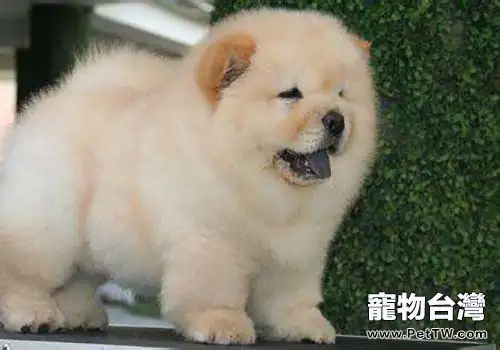 松獅多少錢一隻？購買松獅應該注意什麼？（1圖）-寵物台灣