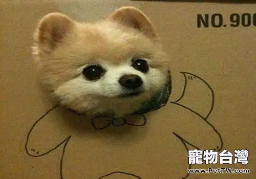 網紅狗狗俊介犬多少錢一隻？