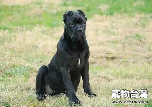 意大利卡斯羅犬市場價格盤點