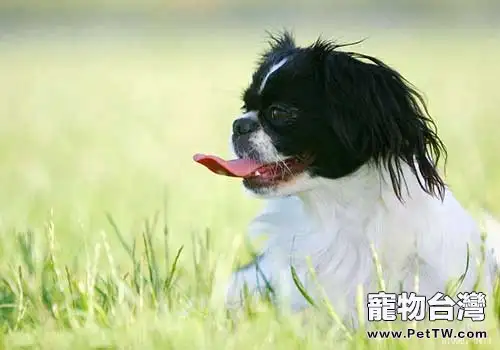 獅子狗（京叭犬）市場價格盤點